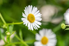 Erigeron karvinskianus