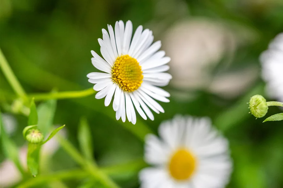 Erigeron karvinskianus