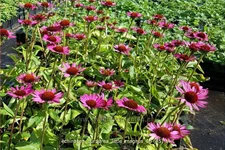 Echinacea purpurea 'Little Magnus'®