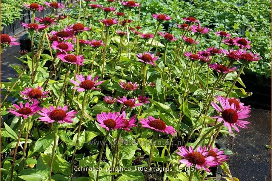 Echinacea purpurea 'Little Magnus'®