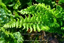Dryopteris affinis 'Crispa Congesta'