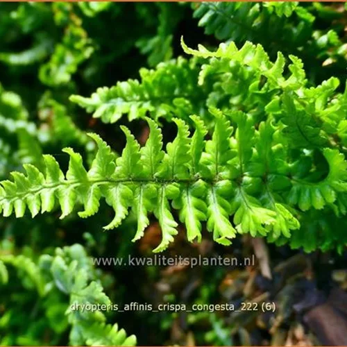 Dryopteris affinis 'Crispa Congesta'