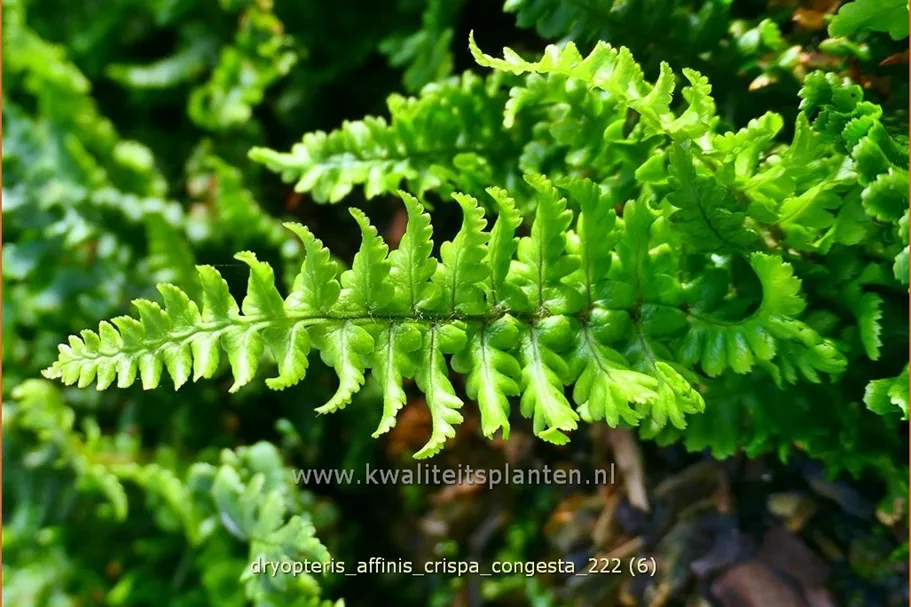 Dryopteris affinis 'Crispa Congesta'