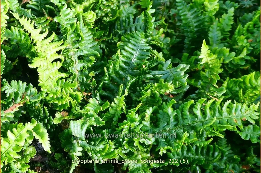 Dryopteris affinis 'Crispa Congesta'