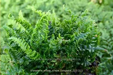 Dryopteris affinis 'Crispa Congesta'