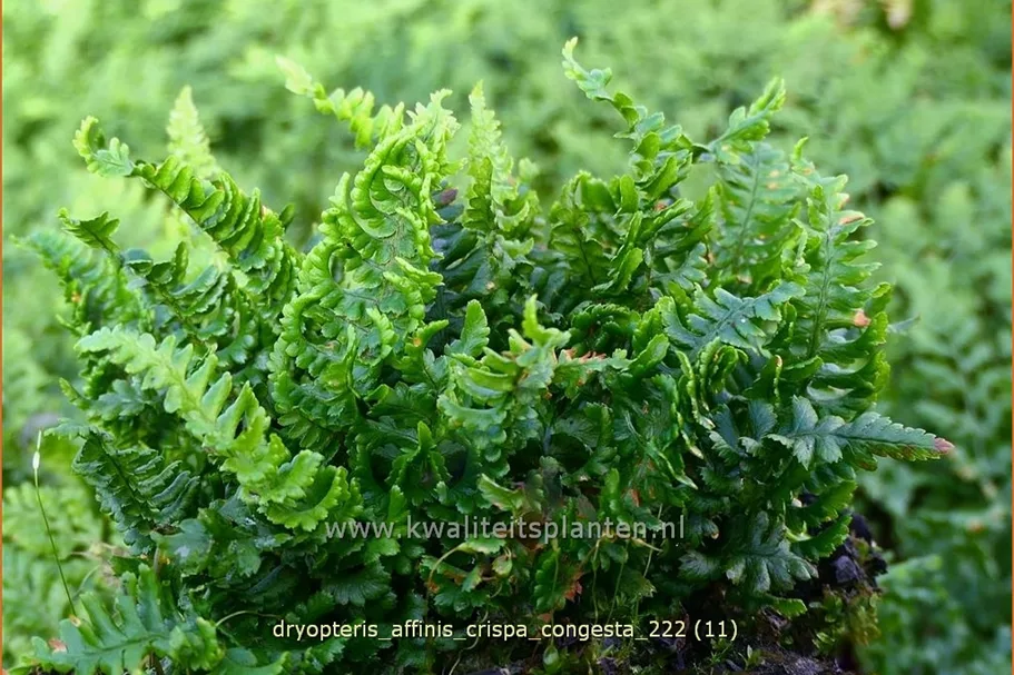 Dryopteris affinis 'Crispa Congesta'