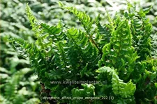 Dryopteris affinis 'Crispa Congesta'