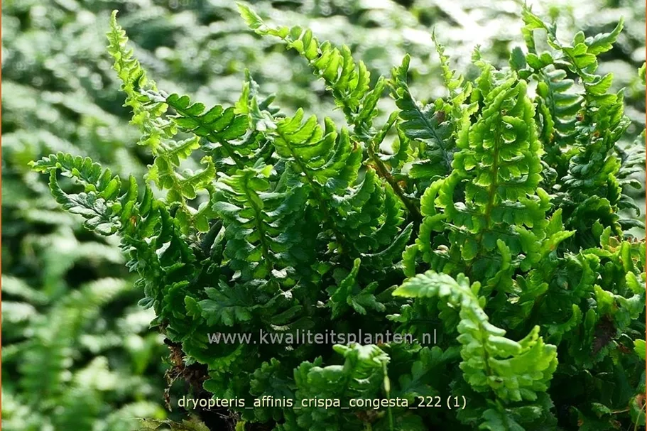 Dryopteris affinis 'Crispa Congesta'