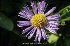 Erigeron 'Mrs E.H. Beale'