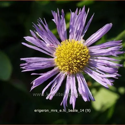 Erigeron 'Mrs E.H. Beale'