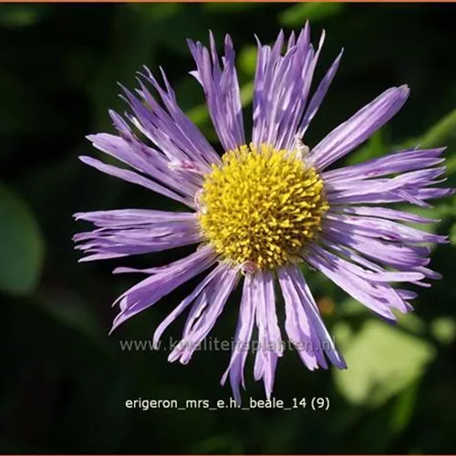 Erigeron 'Mrs E.H. Beale'