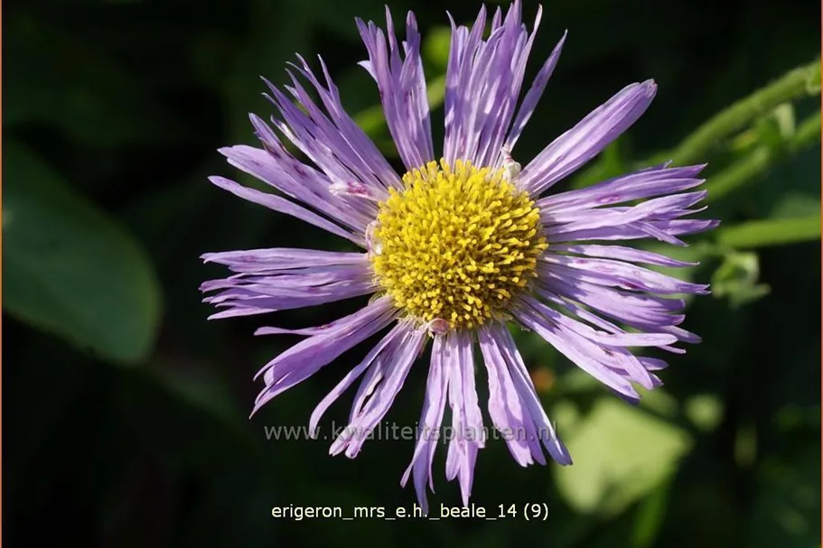 Erigeron 'Mrs E.H. Beale'