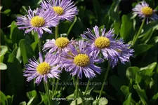 Erigeron 'Mrs E.H. Beale'