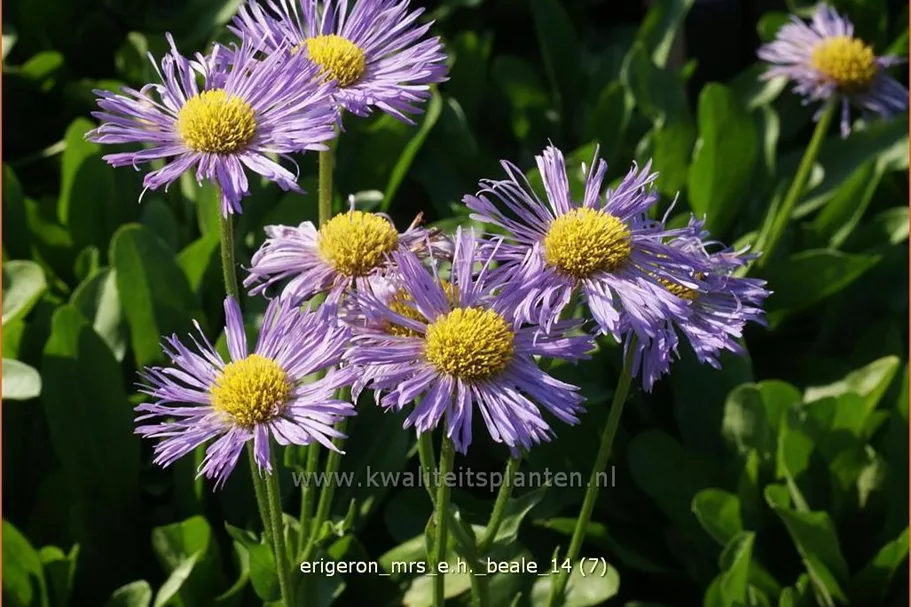 Erigeron 'Mrs E.H. Beale'
