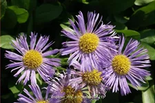Erigeron 'Mrs E.H. Beale'