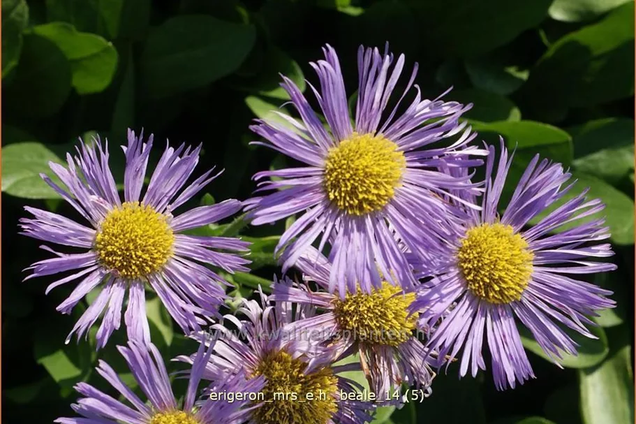 Erigeron 'Mrs E.H. Beale'