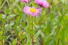 Erigeron speciosus 'Rosa Juwel'