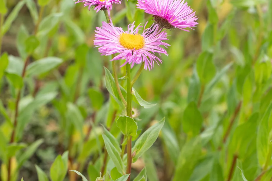 Erigeron speciosus 'Rosa Juwel'