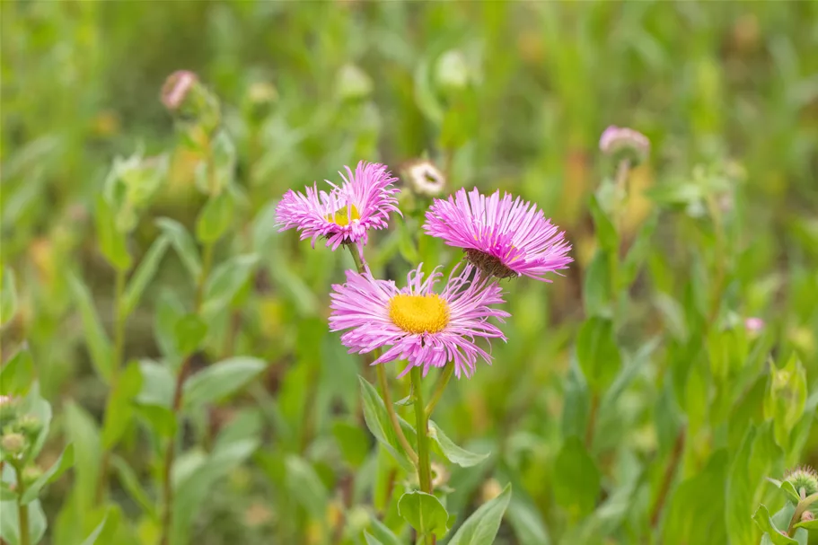 Erigeron speciosus 'Rosa Juwel'