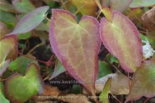 Epimedium grandiflorum var. higoense