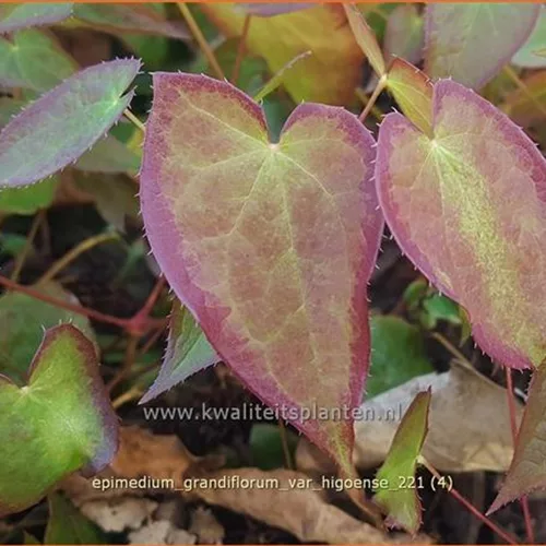 Epimedium grandiflorum var. higoense