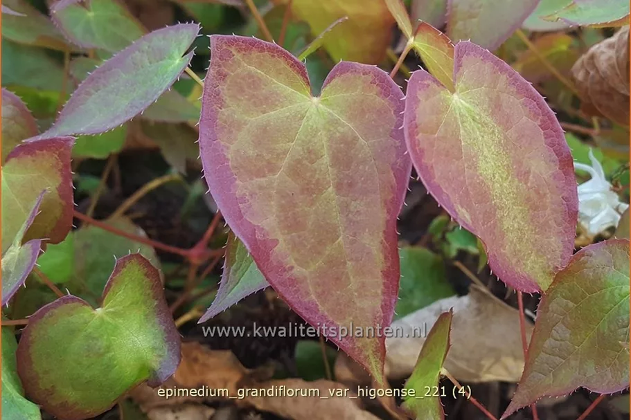Epimedium grandiflorum var. higoense
