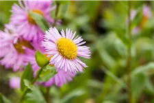 Erigeron speciosus 'Rosa Juwel'
