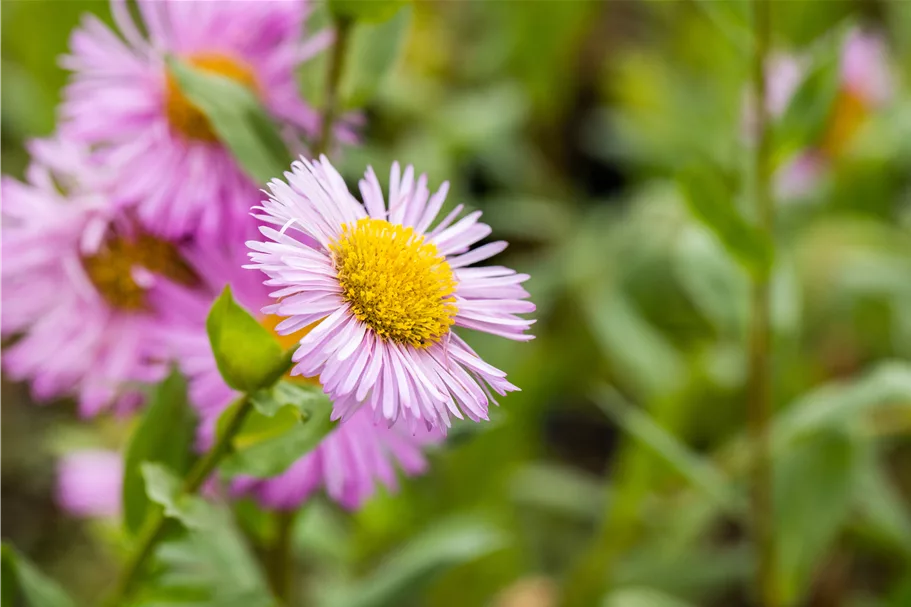 Erigeron speciosus 'Rosa Juwel'