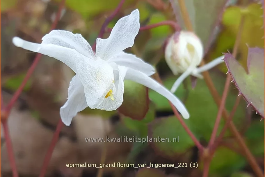Epimedium grandiflorum var. higoense