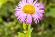 Erigeron speciosus 'Rosa Juwel'
