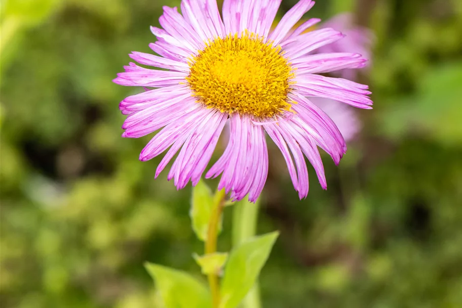 Erigeron speciosus 'Rosa Juwel'