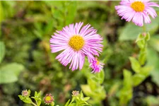 Erigeron speciosus 'Rosa Juwel'