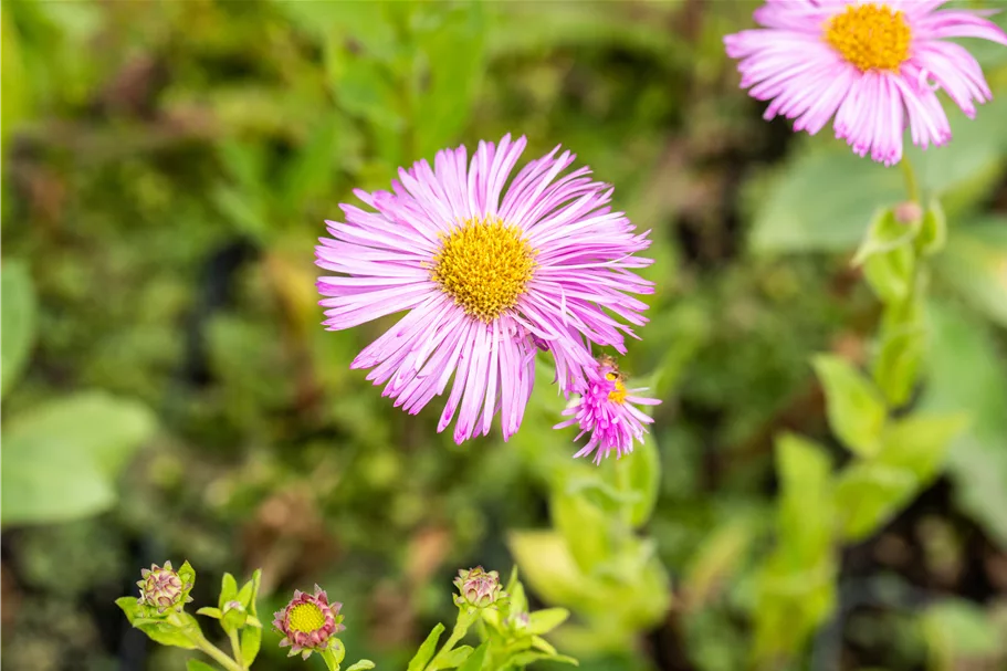 Erigeron speciosus 'Rosa Juwel'