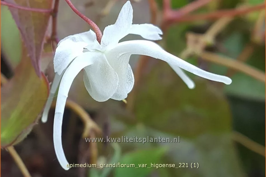 Epimedium grandiflorum var. higoense