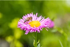 Erigeron speciosus 'Rosa Juwel'