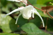 Epimedium grandiflorum var. higoense