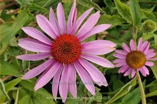 Echinacea purpurea 'Magnus'