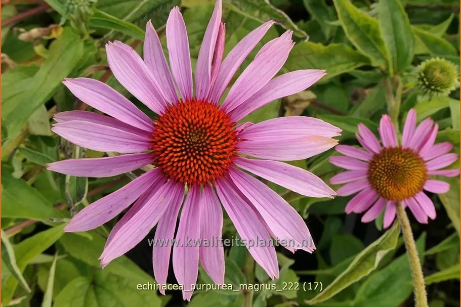 Echinacea purpurea 'Magnus'