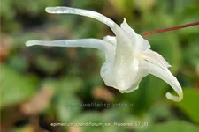 Epimedium grandiflorum var. higoense