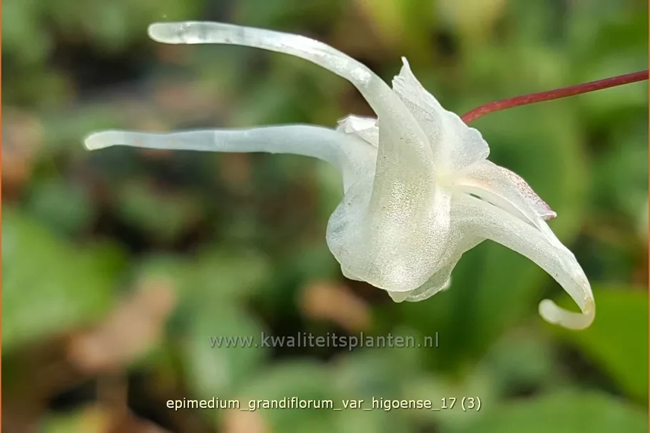 Epimedium grandiflorum var. higoense