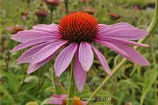 Echinacea purpurea 'Magnus'