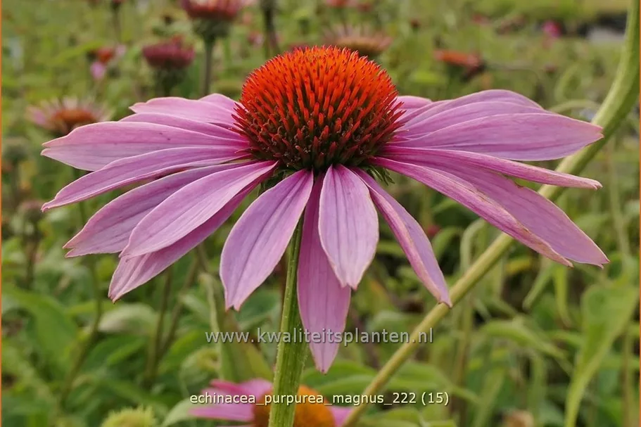 Echinacea purpurea 'Magnus'
