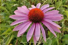Echinacea purpurea 'Magnus'