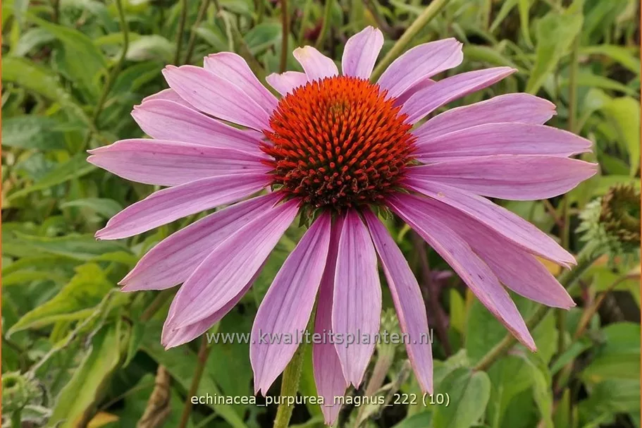 Echinacea purpurea 'Magnus'