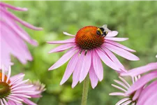 Echinacea purpurea 'Magnus'