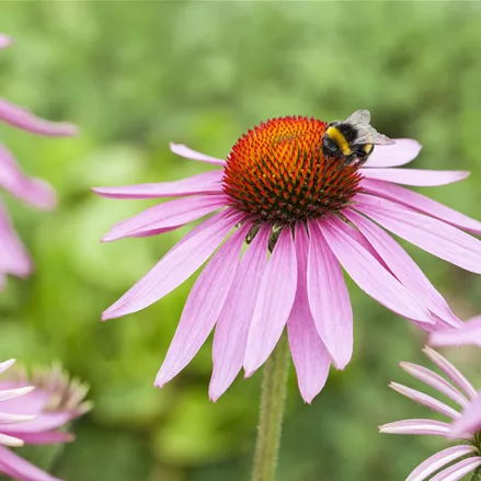 Echinacea purpurea 'Magnus'