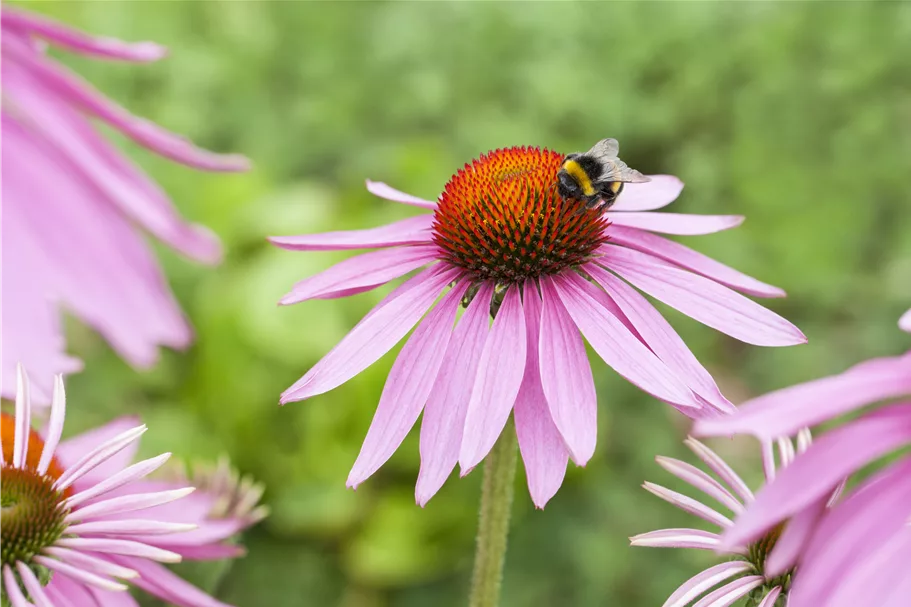 Echinacea purpurea 'Magnus'