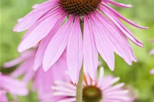 Echinacea purpurea 'Magnus'