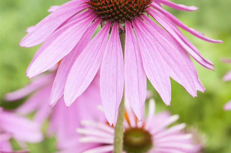 Echinacea purpurea 'Magnus'