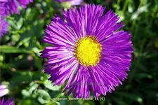 Erigeron 'Sommerabend'